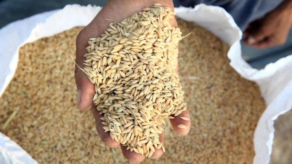 WhatsApp Image 2025-11-04 at 11.01.27