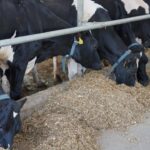 Казахстанская продукция выходит на рынки ЕС и стран Персидского залива